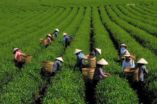 GREEN TEA EXPORTS - KIM VUONG EXPORT IMPORT Co.,JSC