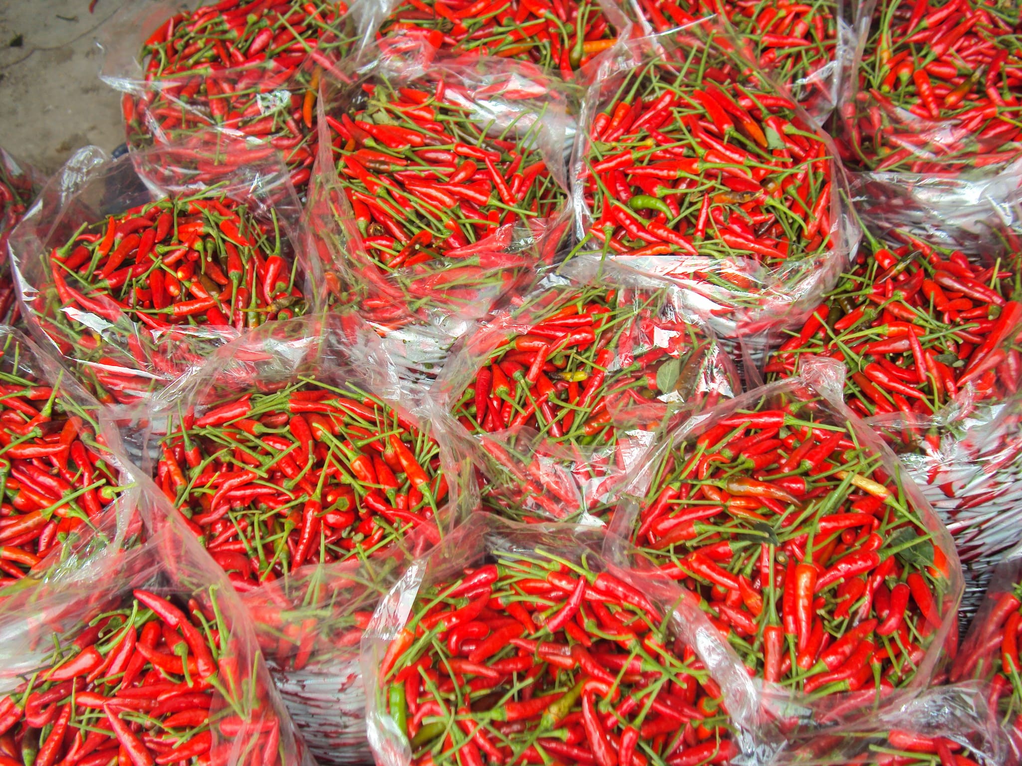 Ót xuất khẩu